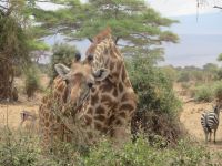 0690 Amboseli Nationalpark - Giraffe