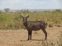 0693 Amboseli Nationalpark - Wasserbock