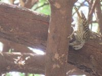 0696 Amboseli Nationalpark - Goldspecht
