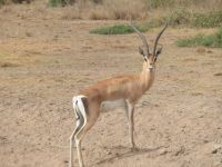 0698 Amboseli Nationalpark - Grantgazelle