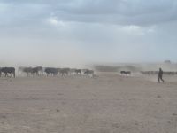 0704 Amboseli Nationalpark - Rinderherden der Massai 