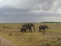 0705 Amboseli Nationalpark -Elefanten