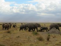 0707 Amboseli Nationalpark -Elefanten