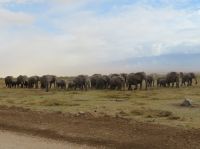 0719 Amboseli Nationalpark -Elefanten