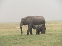 0725 Amboseli Nationalpark -Elefantin säugt ein Jungtier