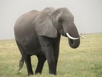 0729 Amboseli Nationalpark -Elefant
