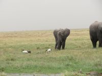 0733 Amboseli Nationalpark -Elefanten und Ibise