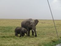 0742 Amboseli Nationalpark -Elefanten