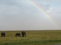 0745 Amboseli Nationalpark -Elefanten