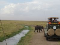 0747 Amboseli Nationalpark -Elefant wieder ganz nah