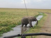 0753 Amboseli Nationalpark -Elefanten