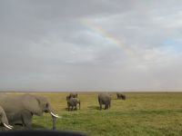 0755 Amboseli Nationalpark -Elefanten