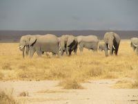 0758 Amboseli Nationalpark -Elefanten