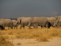 0763 Amboseli Nationalpark -Elefanten