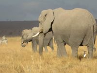 0767 Amboseli Nationalpark -Elefanten
