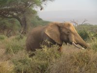 0776 Amboseli Nationalpark - Elefant