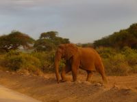 0779 Amboseli Nationalpark - Elefant