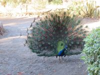 0802 Amboseli Nationalpark - Kibo Safari Camp - Pfau