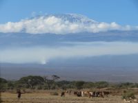 0807 Fahrt vom Amboseli Nationalpark zum Tsavo-West Nationalpark - Blick zum Kilimandscharo