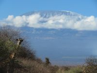 0810 Fahrt vom Amboseli Nationalpark zum Tsavo-West Nationalpark - Blick zum Kilimandscharo