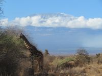 0812 Fahrt vom Amboseli Nationalpark zum Tsavo-West Nationalpark - Blick zum Kilimandscharo