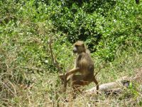 0840 Tsavo-West Nationalpark - Mzima Springs - Meerkatze