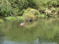 0847 Tsavo-West Nationalpark - Mzima Springs - 