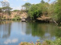 0848 Tsavo-West Nationalpark - Mzima Springs - 