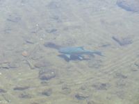 0856 Tsavo-West Nationalpark - Mzima Springs - 