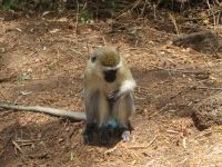 0860 Tsavo-West Nationalpark - Mzima Springs - Meerkatze 