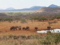 0879 Tsavo-West Nationalpark - Kilaguni Serena Safari Lodge - Wasserloch