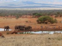 0883 Tsavo-West Nationalpark - Kilaguni Serena Safari Lodge - Wasserloch