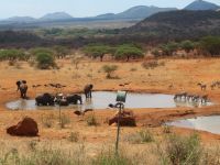 0886 Tsavo-West Nationalpark - Kilaguni Serena Safari Lodge - Wasserloch