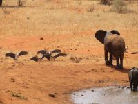 0887 Tsavo-West Nationalpark - Kilaguni Serena Safari Lodge - Wasserloch- Elefant legt sich mit  Marabus an