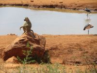 0888 Tsavo-West Nationalpark - Kilaguni Serena Safari Lodge - Wasserloch
