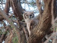 0916 Tsavo-West Nationalpark - Eule