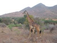 0918 Tsavo-West Nationalpark -Giraffe