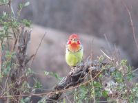 0920 Tsavo-West Nationalpark -Ameisenfresser