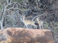 0922 Tsavo-West Nationalpark -Klippspringer