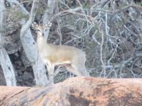 0924 Tsavo-West Nationalpark -Klippspringer