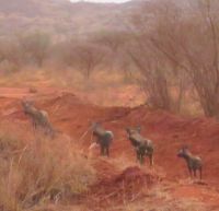 0929 Tsavo-West Nationalpark - Wildhunde - ganz selten zu sehen