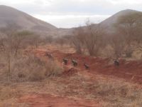 0930 Tsavo-West Nationalpark - Wildhunde - ganz selten zu sehen