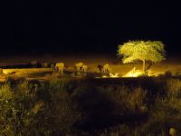 0933 Tsavo-West Nationalpark - Kilaguni Serena Safari Lodge - Elefanten abends am Wasserloch -