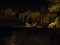 0938 Tsavo-West Nationalpark - Kilaguni Serena Safari Lodge - Elefanten abends am Wasserloch -