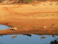 0942 Tsavo-West Nationalpark - Kilaguni Serena Safari Lodge - Morgenstimmung am Wasserloch 