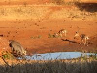 0944 Tsavo-West Nationalpark - Kilaguni Serena Safari Lodge - Morgenstimmung am Wasserloch 