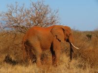 0949 Tsavo-West Nationalpark -die berühmten roten Elefanten - durch die rote Erde im Tsavo-Nationalpark wirken die Elefanten so