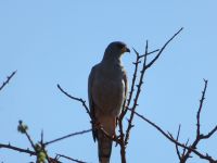0950 Tsavo-West Nationalpark - Habicht
