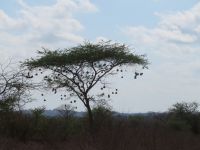 0951 Tsavo-West Nationalpark - Baum mit Webervogelnestern 