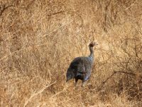 0952 Tsavo-West Nationalpark - Perlhuhn